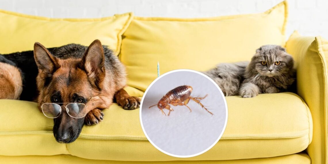 Plantas que ajudam a manter pulgas longe dos pets