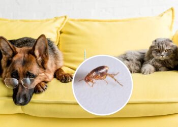 Plantas que ajudam a manter pulgas longe dos pets