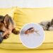 Plantas que ajudam a manter pulgas longe dos pets