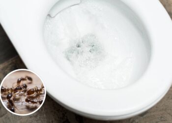 Evite insetos escondidos atrás do vaso sanitário com essas dicas