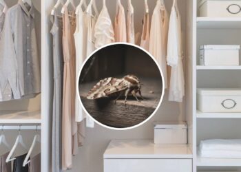 Essa dica simples está salvando roupas e afastando traças dos armários