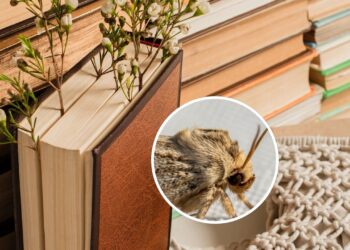 Como proteger livros e documentos das traças naturalmente