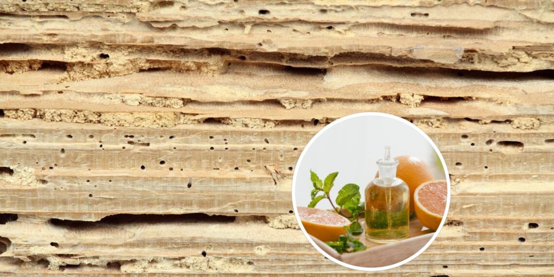 Como usar óleo de laranja para se livrar de cupins-de-madeira-seca