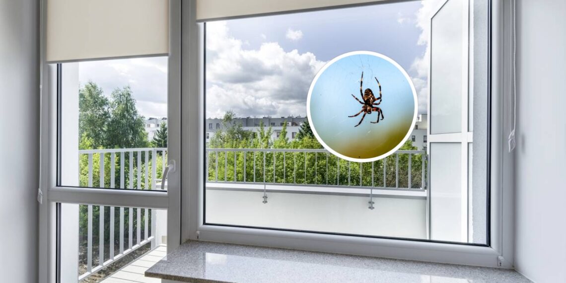 Esta mistura caseira impede as aranhas de entrarem pela janela