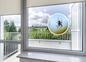 Esta mistura caseira impede as aranhas de entrarem pela janela