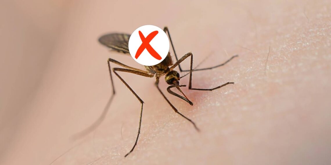 Acabe com os mosquitos na sua casa com essa técnica natural