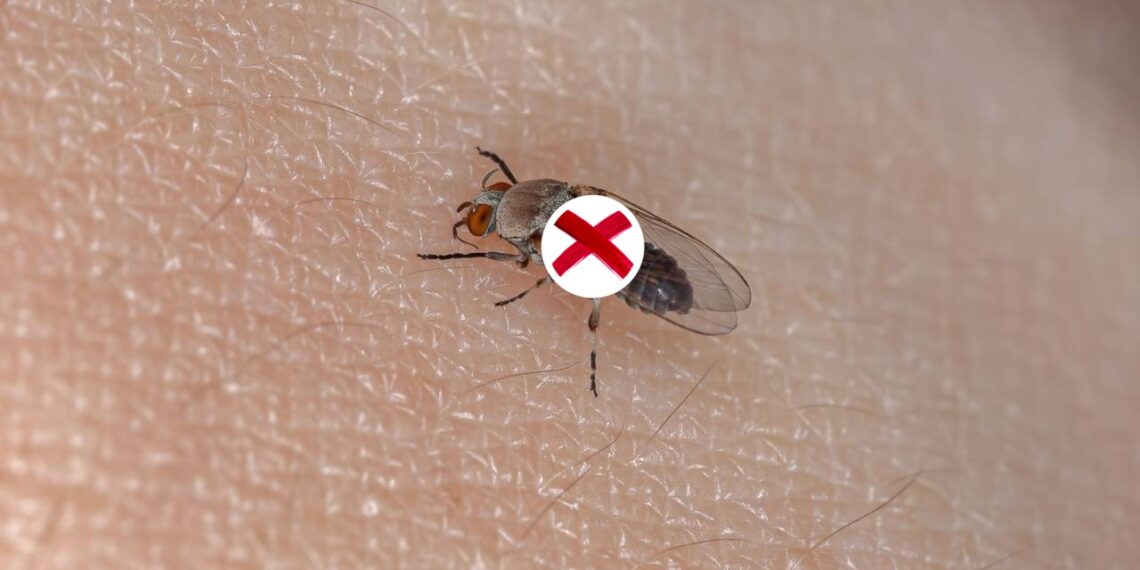Estas plantas tropicais criam uma barreira natural contra mosquitos e borrachudos