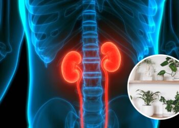 Plantas medicinais para cuidar dos rins de forma simples