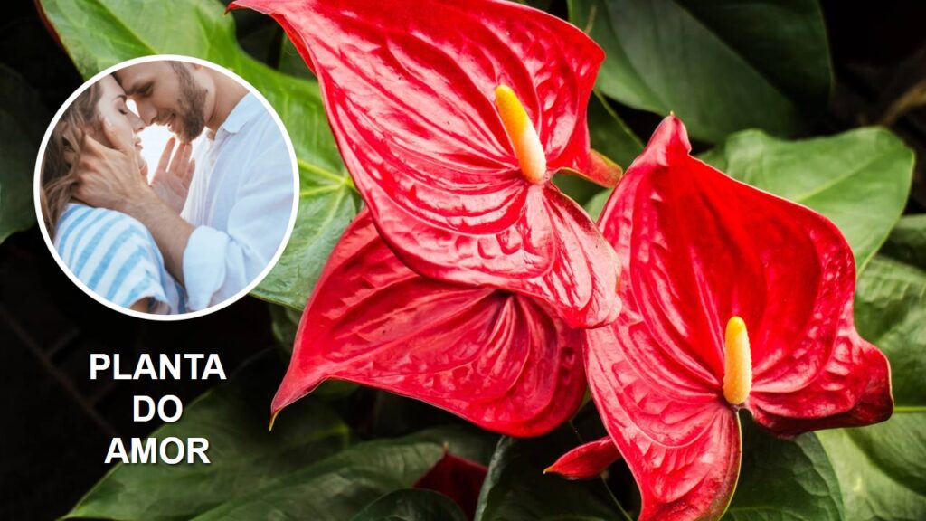 Esta é a planta do amor, segundo Feng Shui