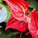 Esta é a planta do amor, segundo Feng Shui