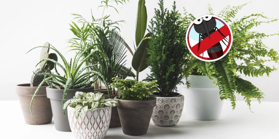 Saiba como plantas repelentes ajudam a manter mosquitos longe de casa