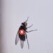 Truque com folha de louro para afastar moscas e mosquitos da pia