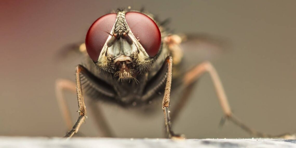 Como evitar moscas e mosquitos no churrasco com truques simples e naturais