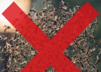 Estes 4 truques auxiliam na eliminação dos mosquitos em casa