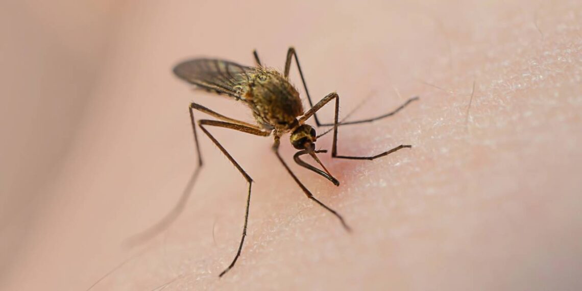 Como usar capim-limão para afastar mosquitos e deixar o ar mais leve