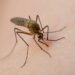 Como usar capim-limão para afastar mosquitos e deixar o ar mais leve