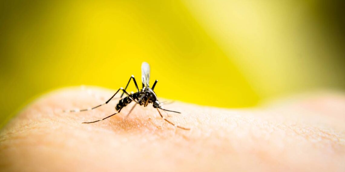 Use essas plantas para nunca mais ter mosquitos na sua casa