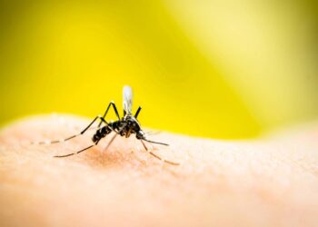 Use essas plantas para nunca mais ter mosquitos na sua casa