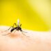 Use essas plantas para nunca mais ter mosquitos na sua casa