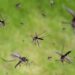 Como reduzir a presença de mosquitos naturalmente