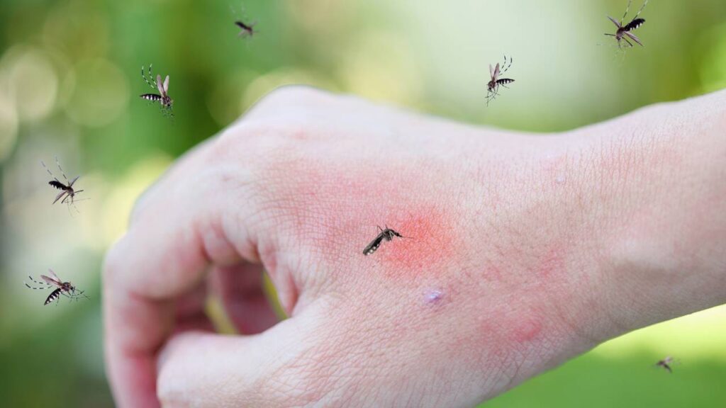 Estes 4 truques auxiliam na eliminação dos mosquitos em casa