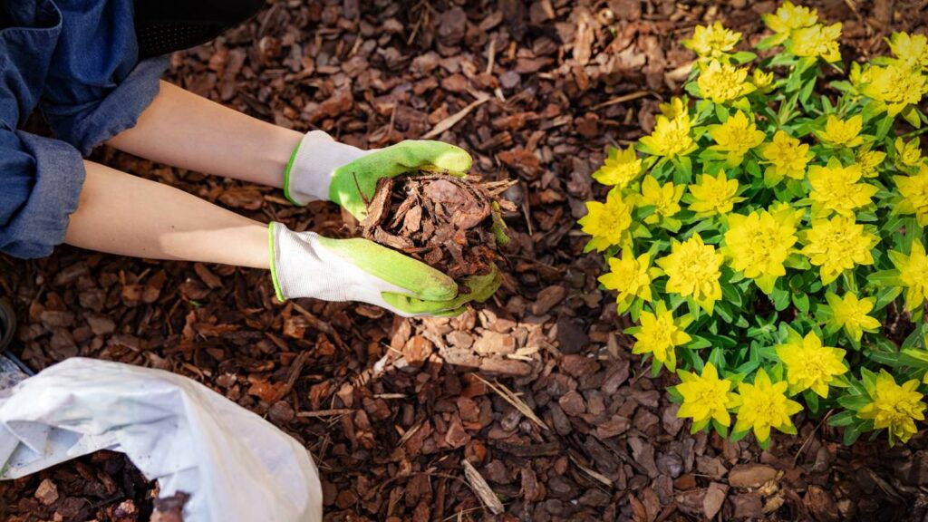Sem fertilizantes, sem adubo: este é o segredo das plantas mais verdes