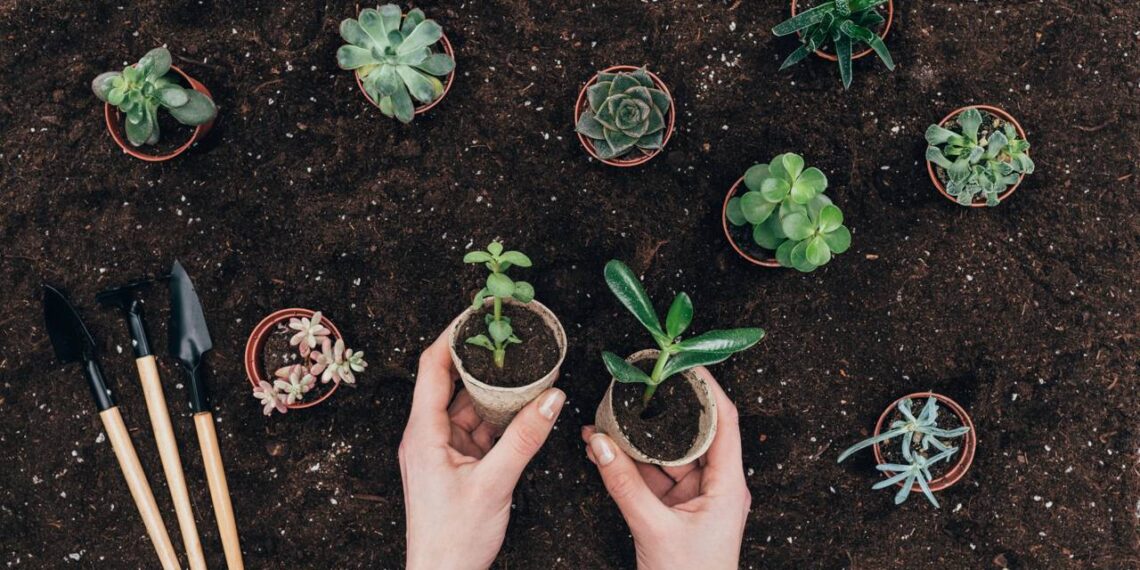 Plantas fáceis de cultivar que relaxam o corpo e transformam sua rotina