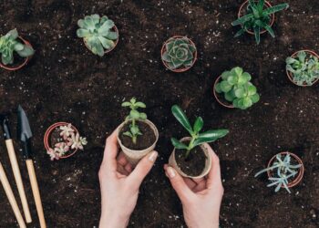 Plantas fáceis de cultivar que relaxam o corpo e transformam sua rotina