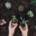 Plantas fáceis de cultivar que relaxam o corpo e transformam sua rotina
