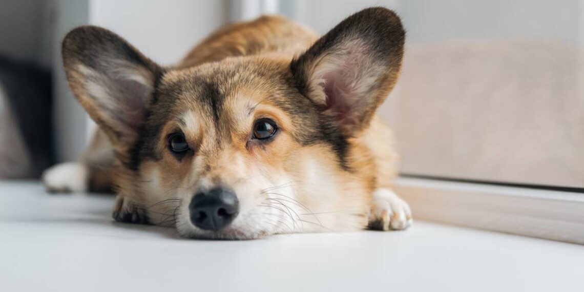 Saiba quando o comportamento de dar voltinhas do cachorro antes de deitar é normal