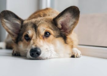 Saiba quando o comportamento de dar voltinhas do cachorro antes de deitar é normal