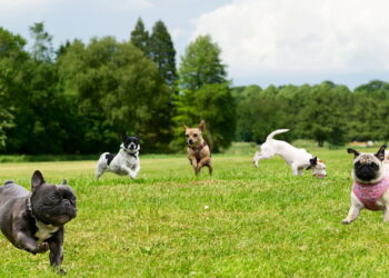 Cães e gatos se comunicam por gestos e sons, e interpretar esses sinais evita problemas de comportamento
