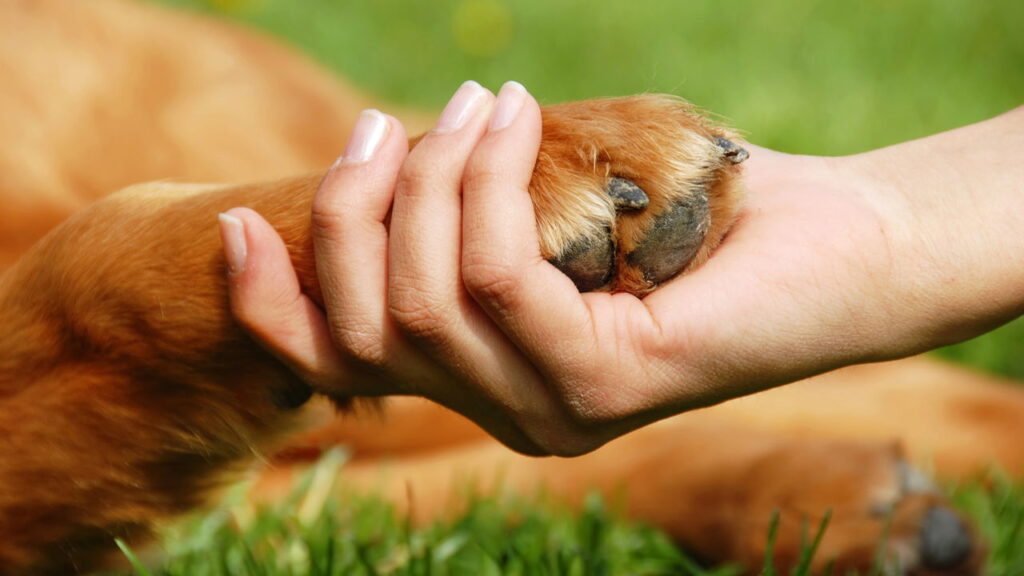 Nomes de pets estão cada vez mais iguais e isso diz muito sobre a gente