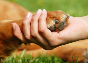 Nomes de pets estão cada vez mais iguais e isso diz muito sobre a gente