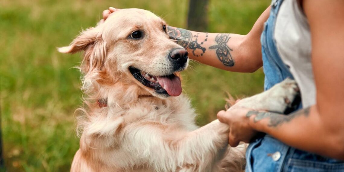 Entenda o significado de comportamentos caninos como patinha apoiada e bocejos fora de hora