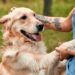 Entenda o significado de comportamentos caninos como patinha apoiada e bocejos fora de hora
