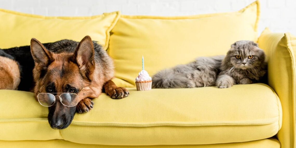 Ideias de nomes para pets preguiçosos, fofos e tranquilos, com opções divertidas