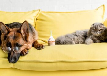 Ideias de nomes para pets preguiçosos, fofos e tranquilos, com opções divertidas