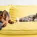 Ideias de nomes para pets preguiçosos, fofos e tranquilos, com opções divertidas