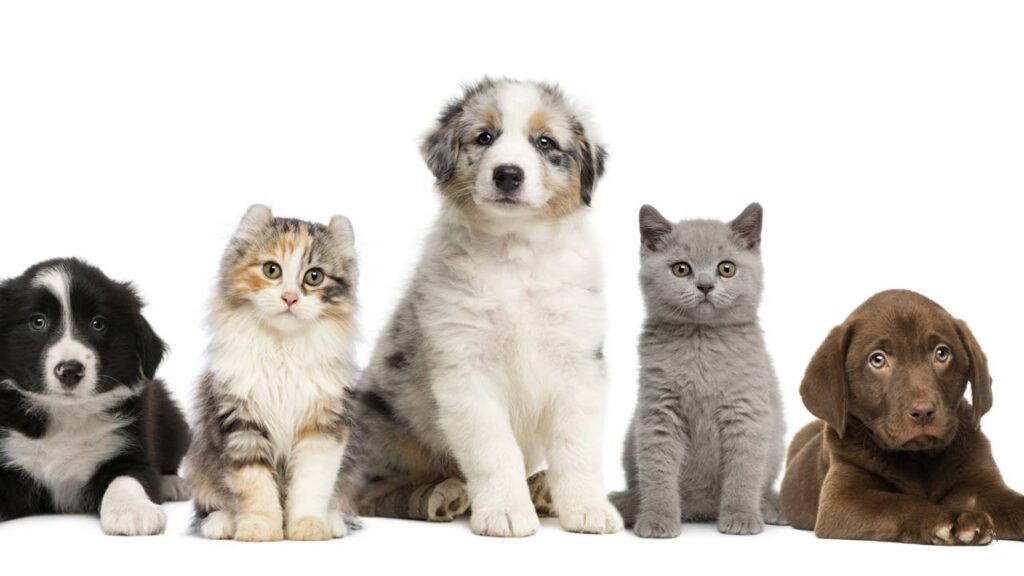 Como os animais escolhem seus humanos de forma instintiva