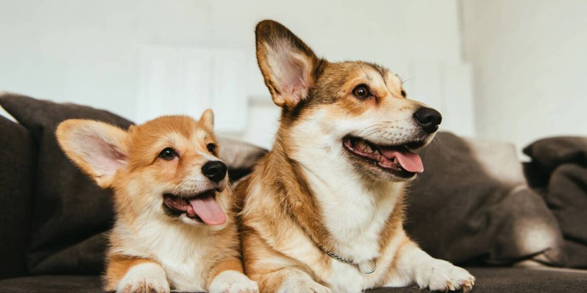 Proteja seu pet com carinho usando este truque para espantar as pulgas