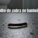 Como afastar o piolho-de-cobra do banheiro de casa