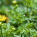 As quatro plantas que afastam carrapatos nos animais de forma natural