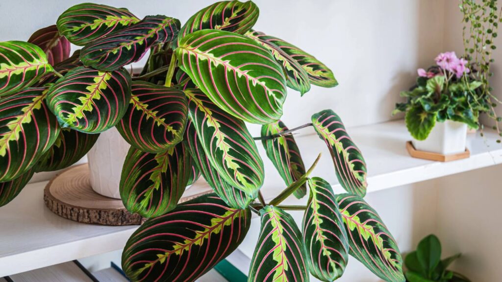 Nem novas, nem antigas: plantas que estão voltando à moda na decoração