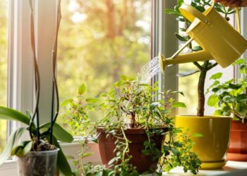 Nem pouco cuidado, nem muito cuidado: a planta ideal para seu ambiente