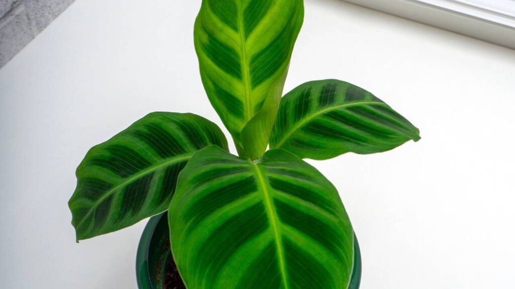 Nem só verdes, nem só flores: plantas que surpreendem pela cor e textura