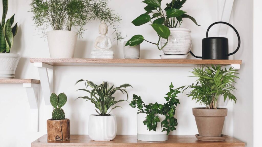 Conheça as plantas que melhoram a energia astral