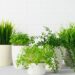 Melhores plantas para ter na cozinha, segundo Feng Shui