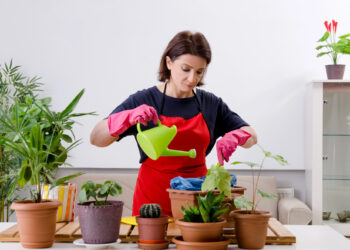 Árvore fácil de cuidar esta virando a queridinha dos jardineiros