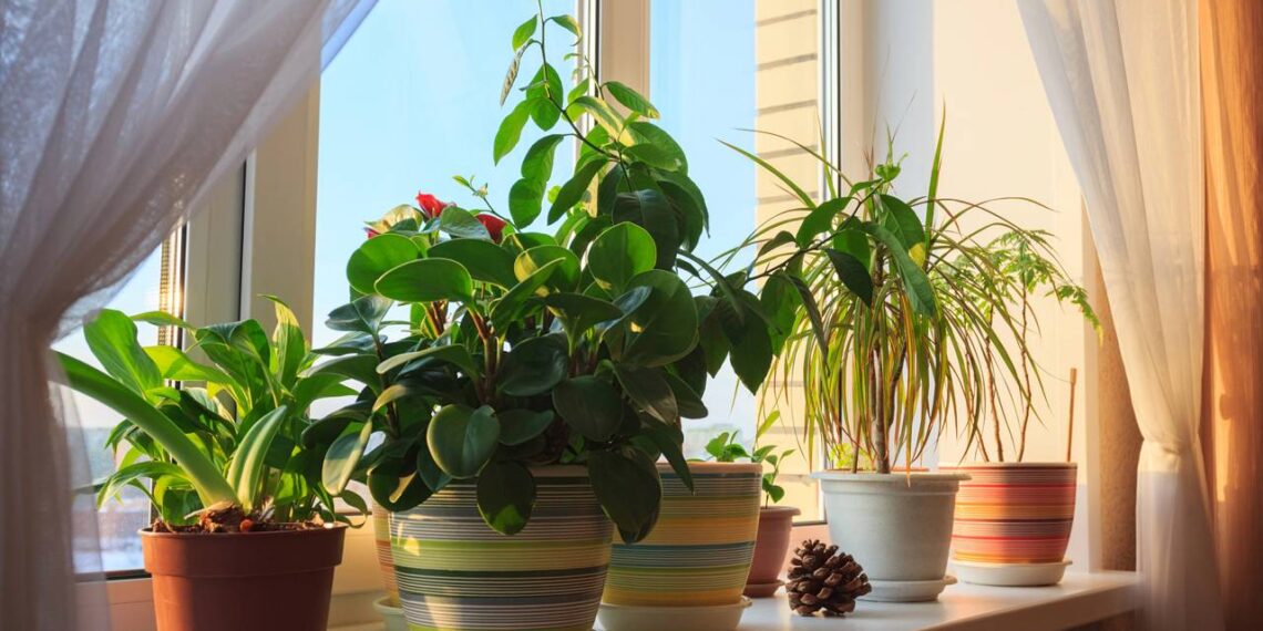Como cultivar plantas medicinais em pequenos espaços